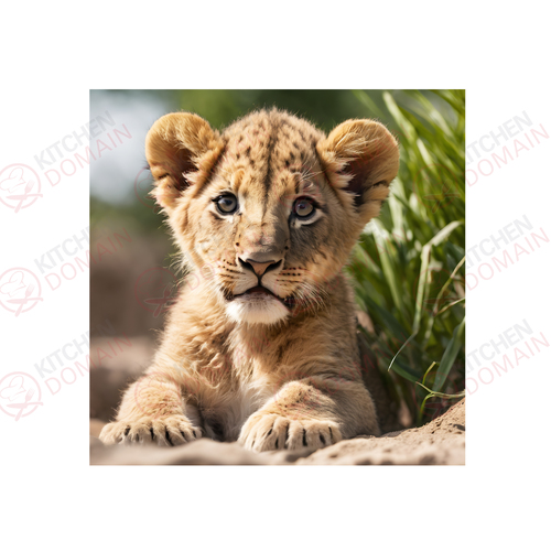 Lion Cub Edible Image #07 - Square