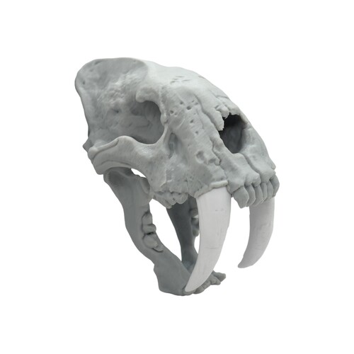 Large Saber Tooth Tiger Skull Decoration